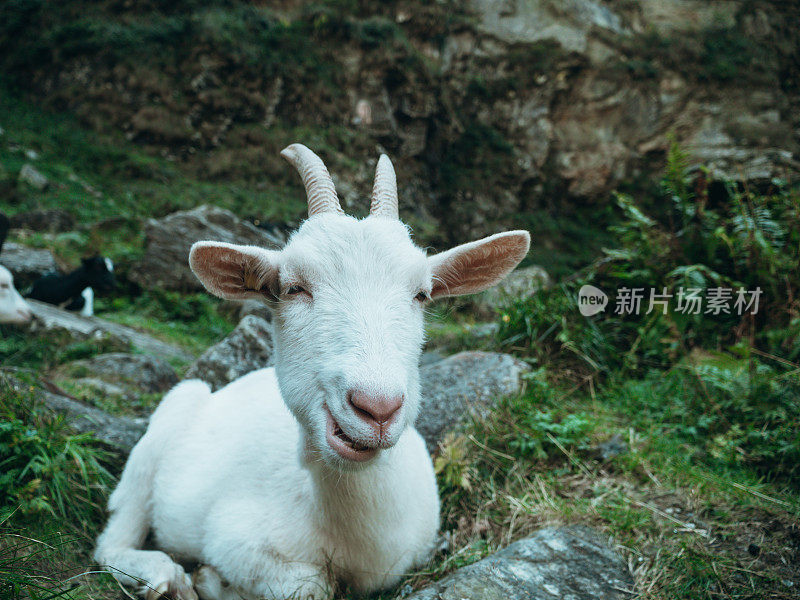 山路上的山羊肖像