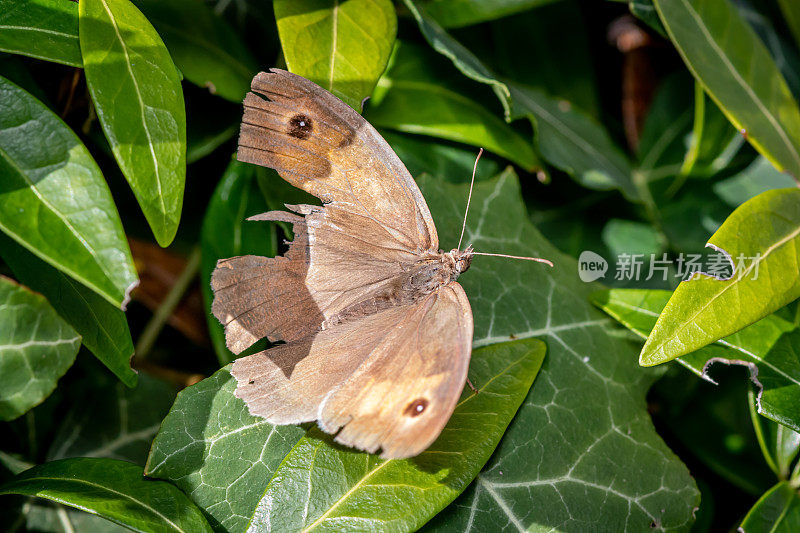 花园常青藤上翅膀受损的褐斑蝴蝶