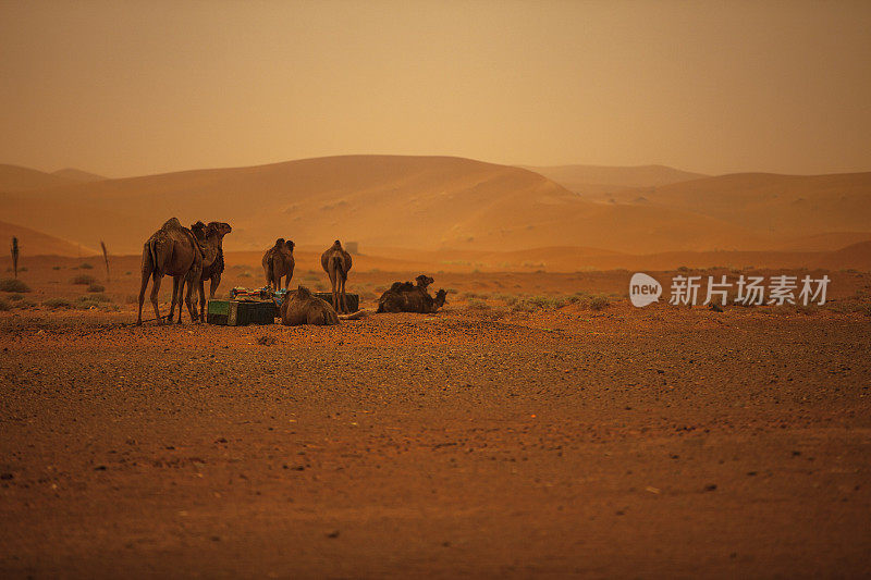 非洲西撒哈拉沙漠的骆驼