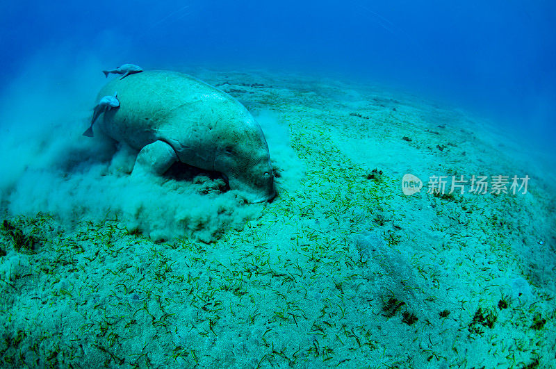 近距离观察可爱又神奇的儒艮。水下拍摄。一名戴着面罩和鳍状肢的潜水员正在看着在水下吃海草的非常罕见的海洋动物。巨大的海牛。杜贡。水下的动植物。