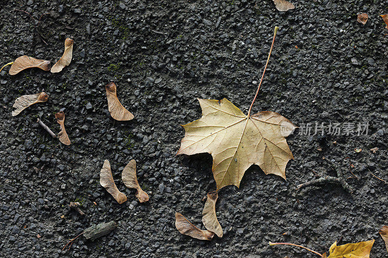 柏油路上干燥的挪威枫树褐色叶子