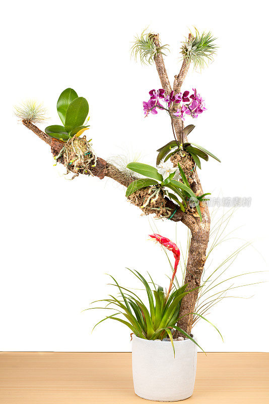 蝴蝶兰微型杂种和兰花在同一树干上