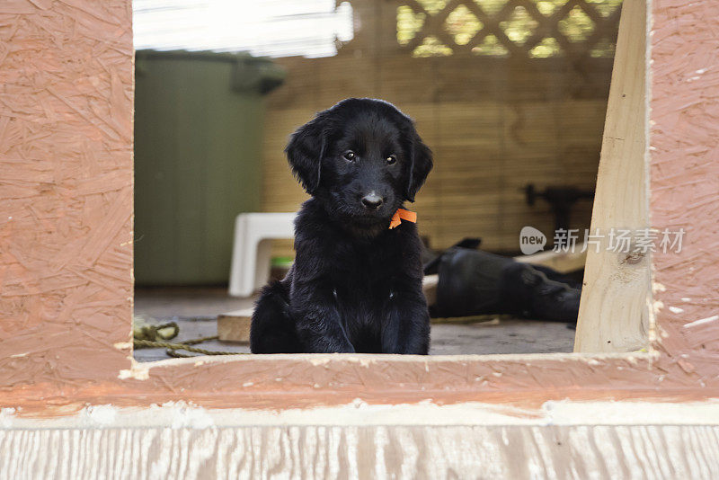 纯种平毛寻回犬六周幼犬准备外出。