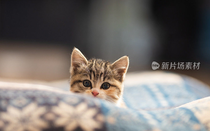 一个可爱的小猫看着相机在垫子上的肖像