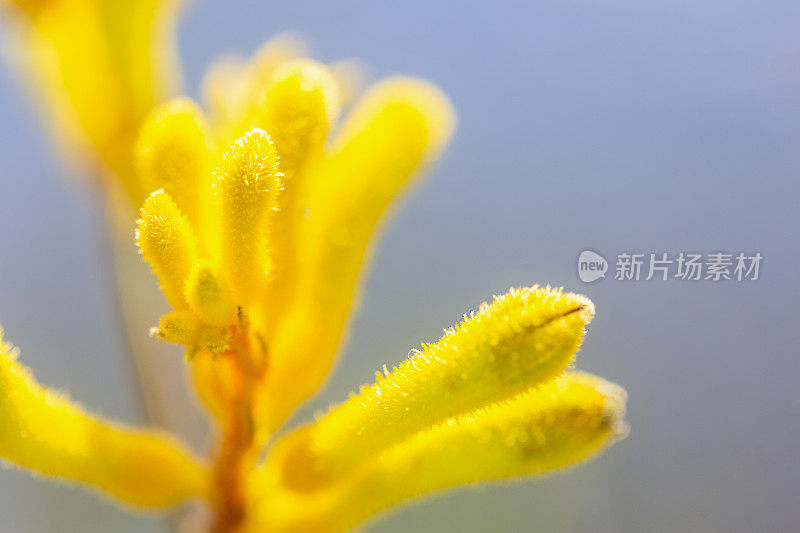 袋鼠爪黄花，微距，背景与复制空间