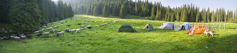 喀尔巴阡羊和帐篷