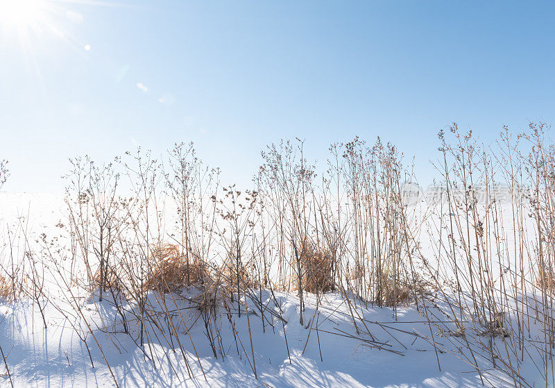 冬日的正午，阳光洒在白雪皑皑的田野和芦苇上