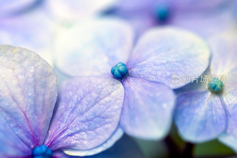 紫花雨后，背景与空间复制