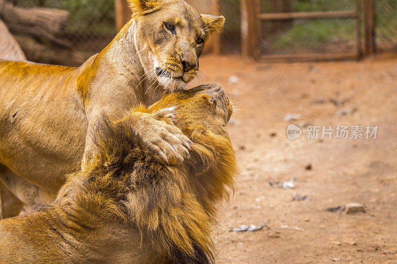 一只母狮子和一只成年狮子玩耍。参观内罗毕重要的无保护或受伤动物孤儿院。肯尼亚