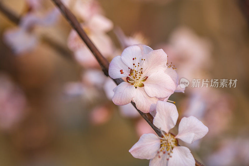 樱花樱花