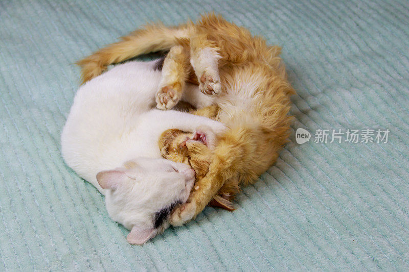 两只小猫在家里的床上玩