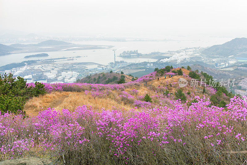 皇家杜鹃花，韩国玫瑰