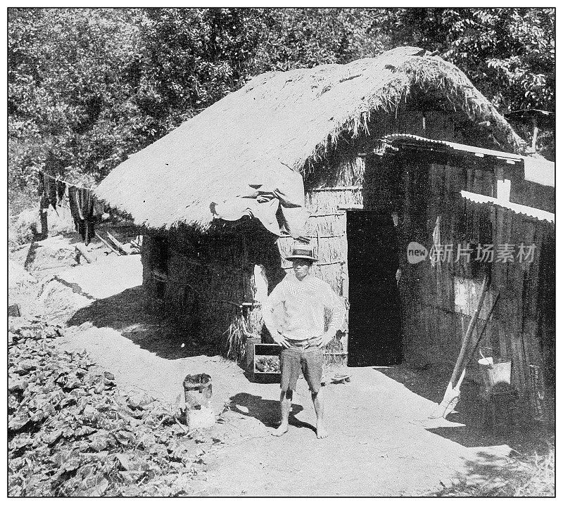 古董黑白照片:日本农民，夏威夷考艾岛