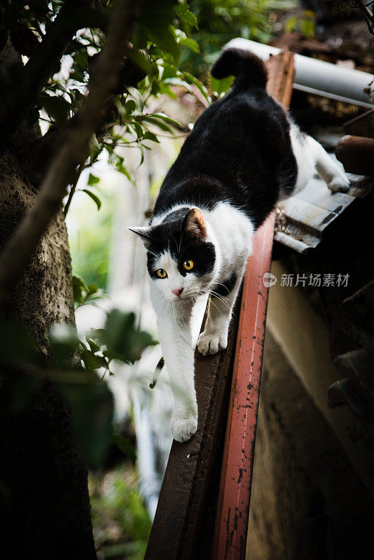 像走钢丝一样在木板上走的猫