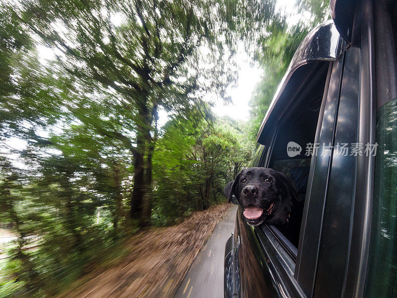 狗狗喜欢在车窗外的山路上冒险