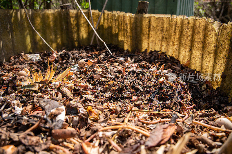 近距离观察堆肥和堆肥土壤。把食物残渣封在堆肥里。