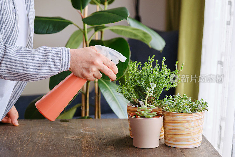 女人在家给植物浇水