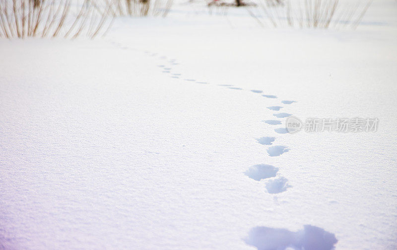 狐狸在刚刚落下的雪地上留下的足迹被夕阳柔和的光线照亮