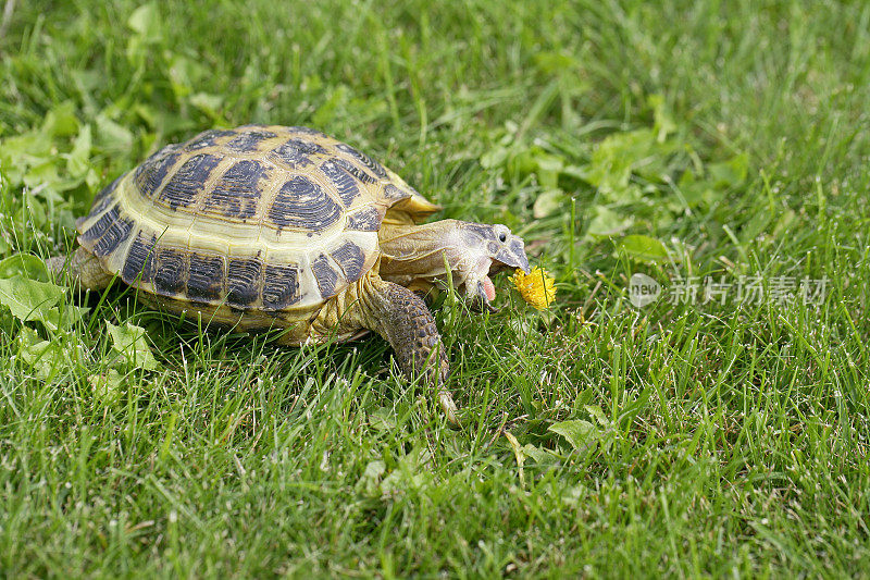 俄罗斯乌龟在草地上吃蒲公英