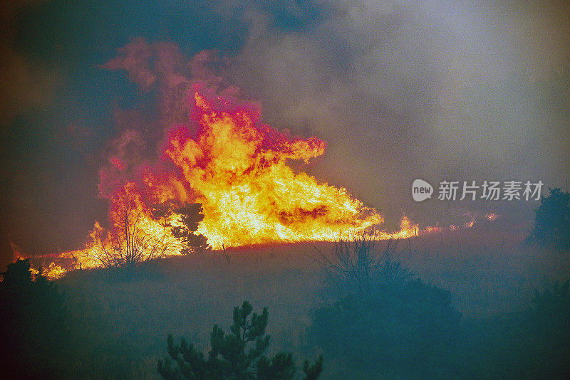 在森林大火中烧毁了森林