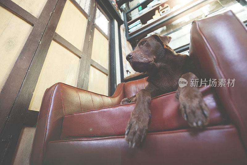 有趣的狗巧克力拉布拉多寻回犬在主人的沙发上红色复古风格在家庭办公室看着相机无聊的眼睛。狗在客厅休息。背景中国门风格与复制空间。鲜艳的颜色，泰国曼谷