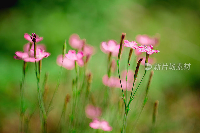 粉红野小花