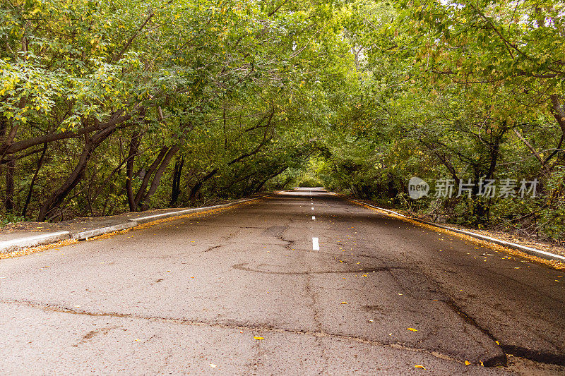 树的拱形汇聚在老路上的树冠上。绿色的树枝悬挂在森林的道路上。沥青中央标记