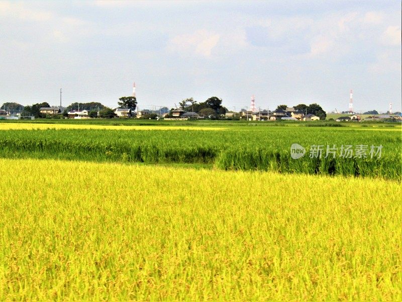 日本。九月中旬阳光明媚的一天。关东地区的稻田。