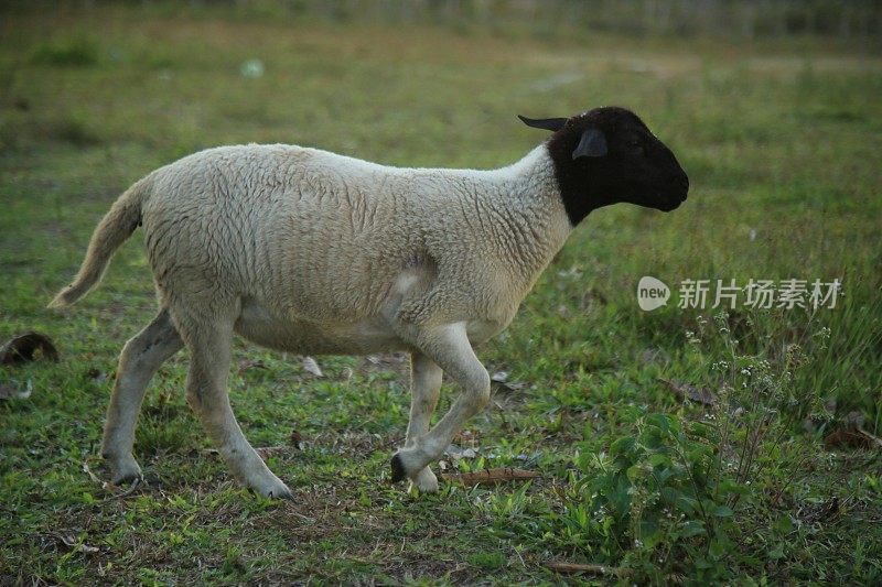 巴伊亚岛的绵羊养殖