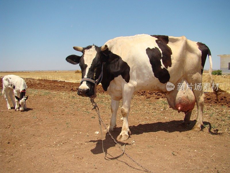出生后水肿，一只新生的母牛，它的小牛出现了。
妊娠期生理水肿。
牛的乳房。
水肿，但也可能变成乳腺炎，炎症。
动物疾病。
农场兽医。
兽医,兽医