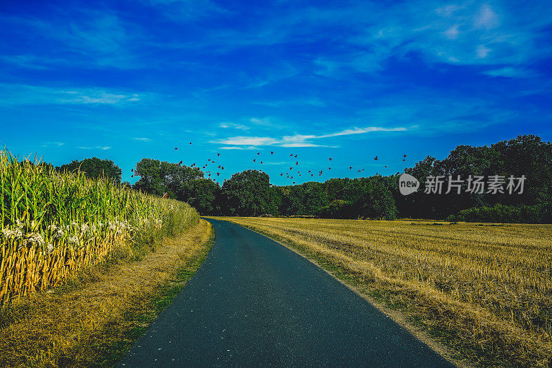 田野旁边的路。