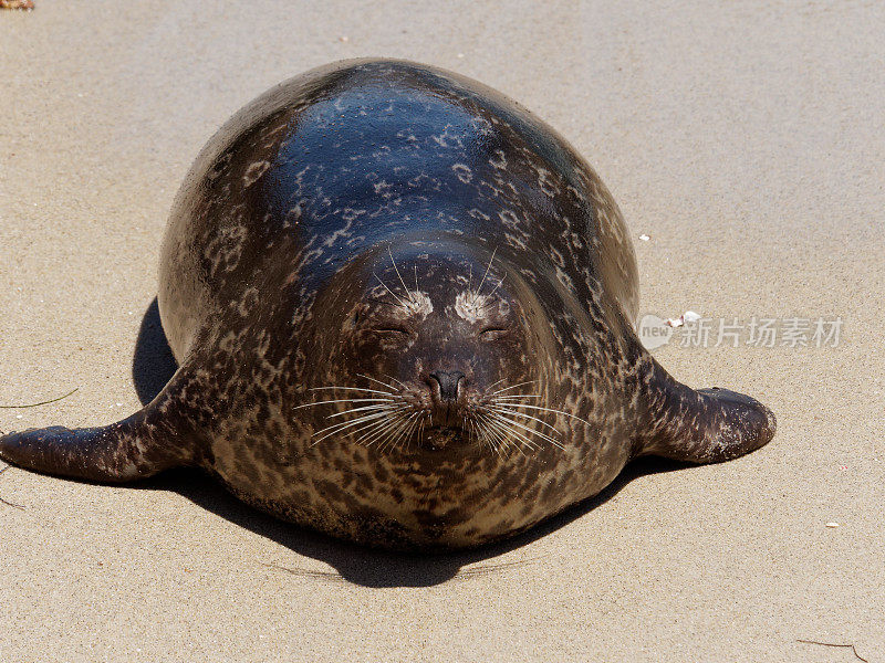 麻斑海豹