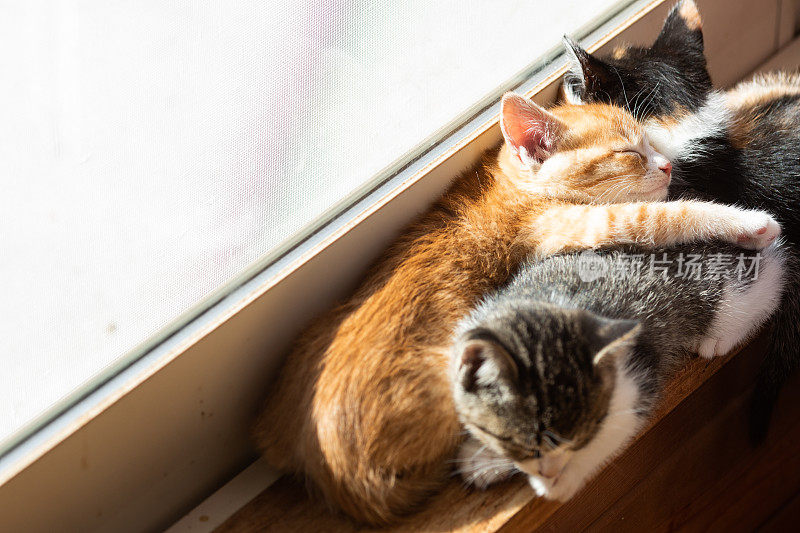 小猫们一起睡在窗边
