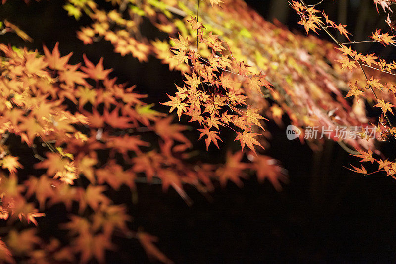 秋天的树木在夜晚发光