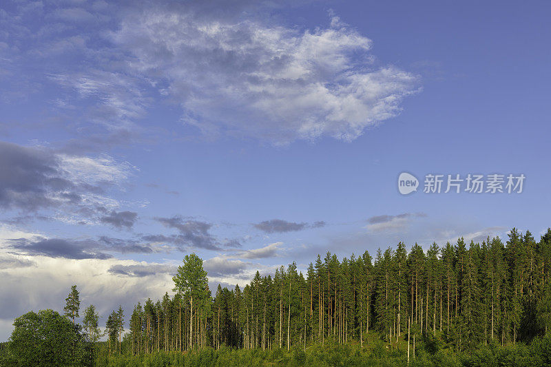 夏季针叶林