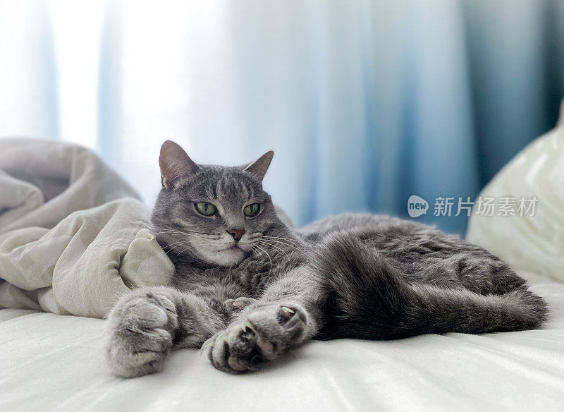 一只漂亮的灰猫正舒舒服服地躺在主人的床上，爪子伸得大大的。本空间