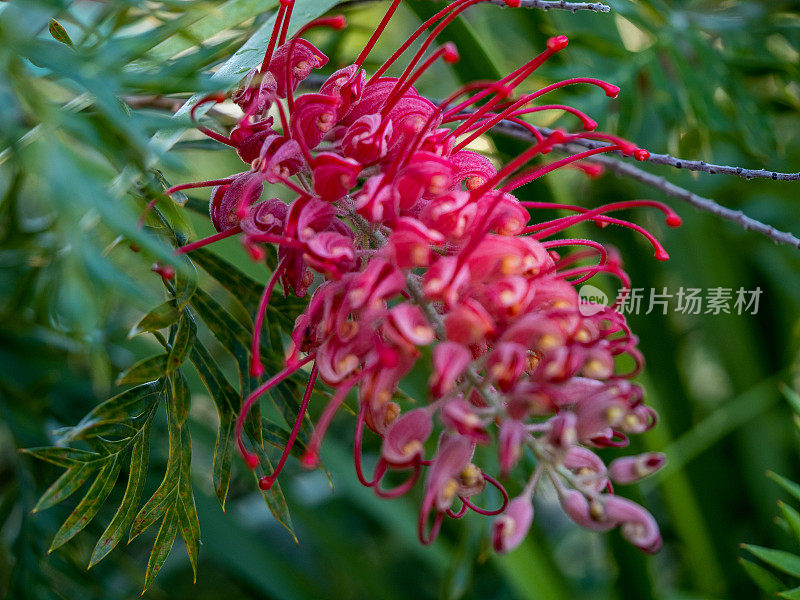 红色Grevillea