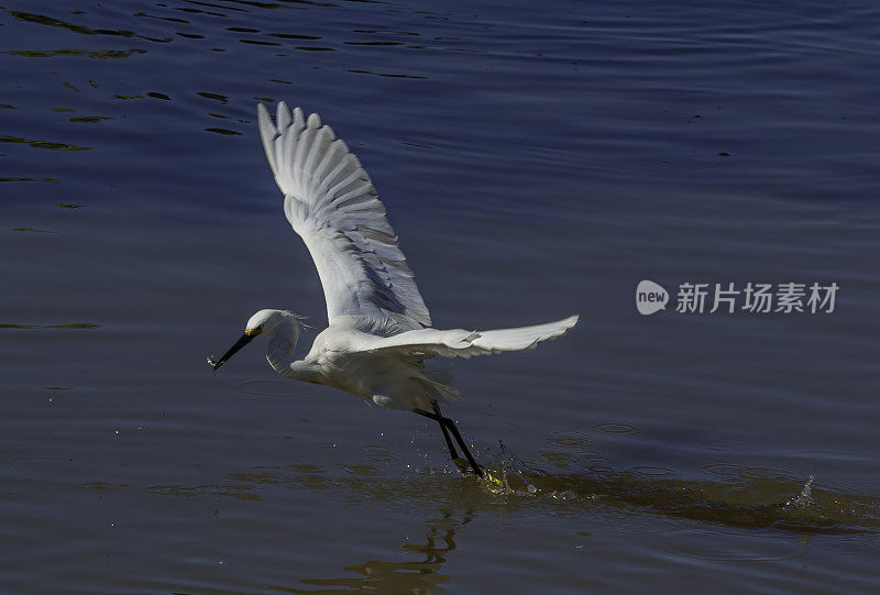 白鹭，白鹭，喂食;佛罗里达萨尼贝尔岛的丁达林国家野生动物保护区。飞着去吃水里的小鱼。