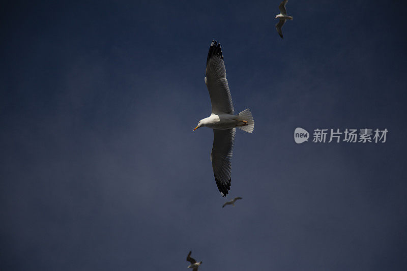 海鸥在天空中飞翔