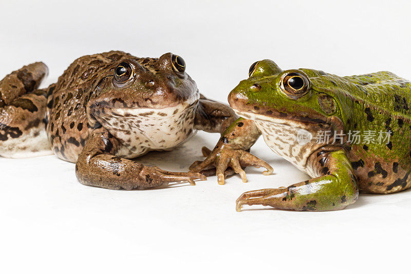 两栖动物肖像:青蛙多样性或生物多样性