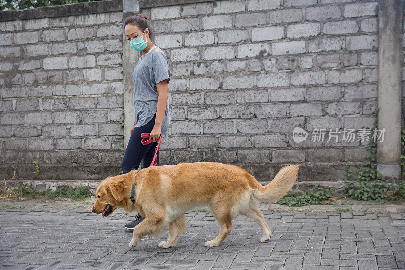 亚洲妇女走她的金毛寻回犬