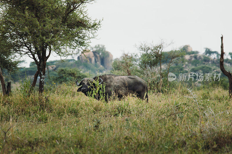 坦桑尼亚塞伦盖蒂国家公园的草地里藏着水牛