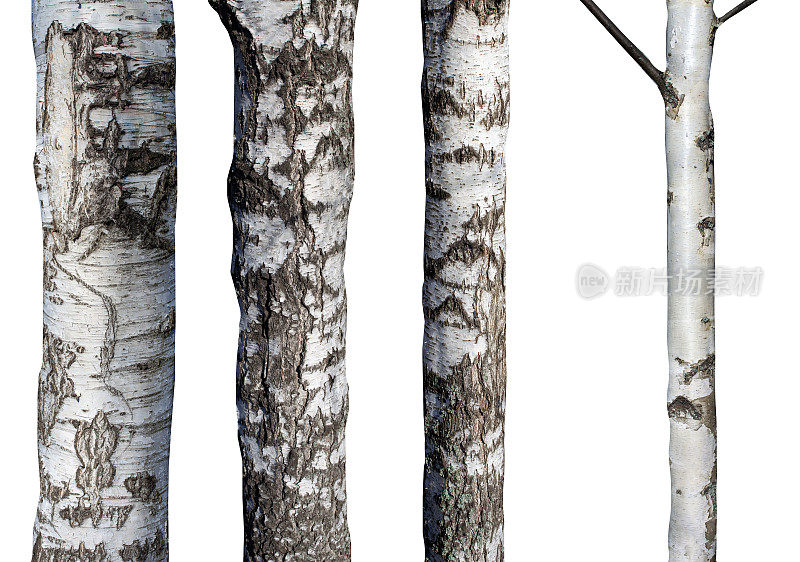 一组孤立在白色背景上的天然桦树树干