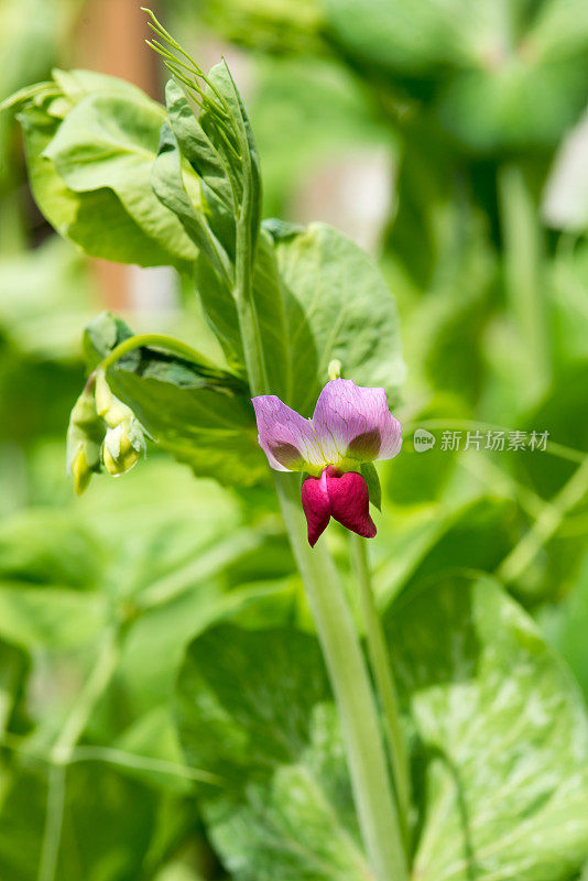 加拿大的菜园-六月初紫色攀缘豌豆花特写