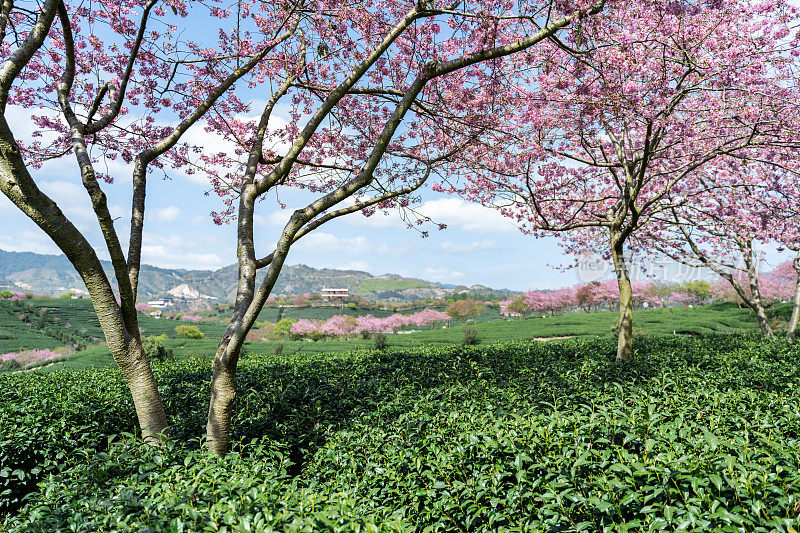 樱花有机茶园