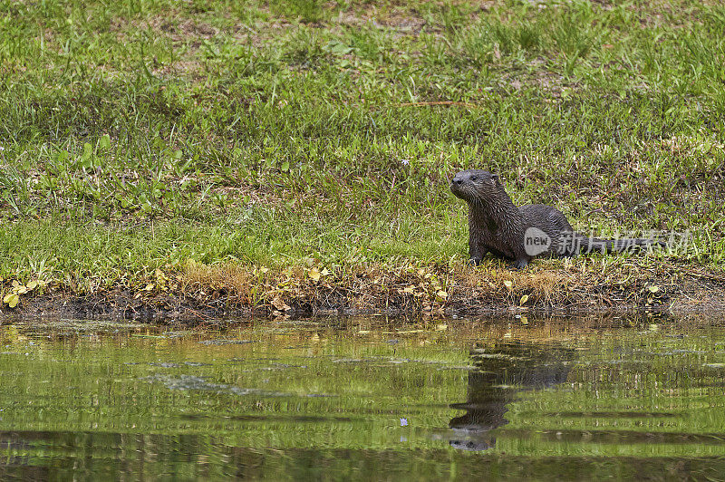 佛罗里达中部奥兰多湿地公园里的佛罗里达河水獭幼崽