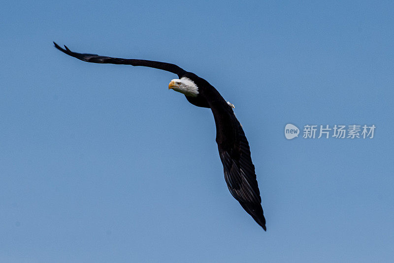 美国秃鹰在空中俯冲。