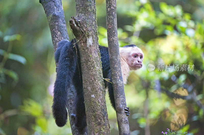 卷尾猴白脸猴在树梢休息，托图盖罗，哥斯达黎加