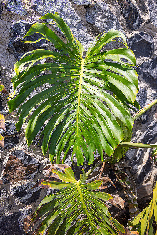 蒙斯特拉或瑞士奶酪植物