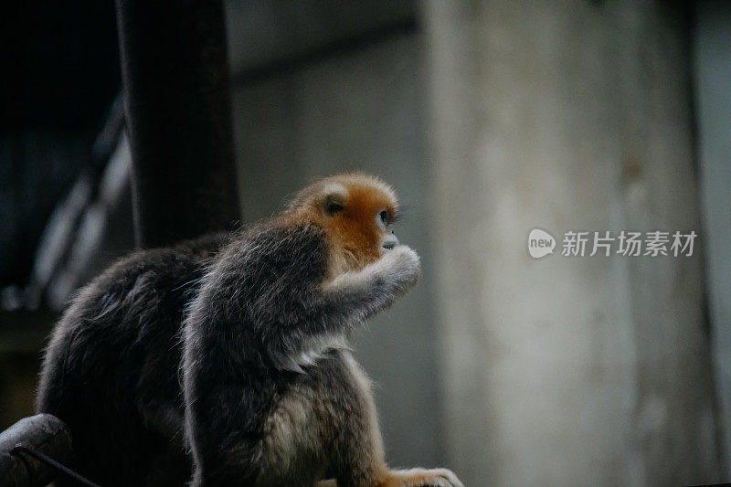 阳光下的金丝猴